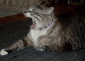 Moosh