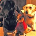 Cabo, Vegas & Harley