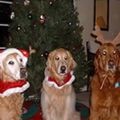 Ginger, Bailey and Holly