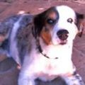 Buddy